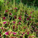 Solenostemon x 'Wizard Rose'